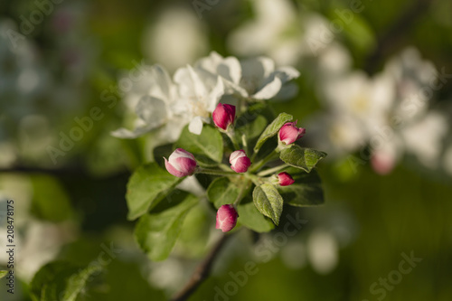 beautiful tree an Apple tree in flower on the green grass with the sun