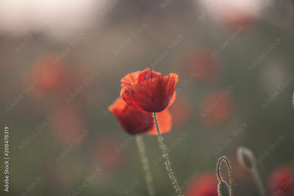 Obraz premium Poppies at sunset