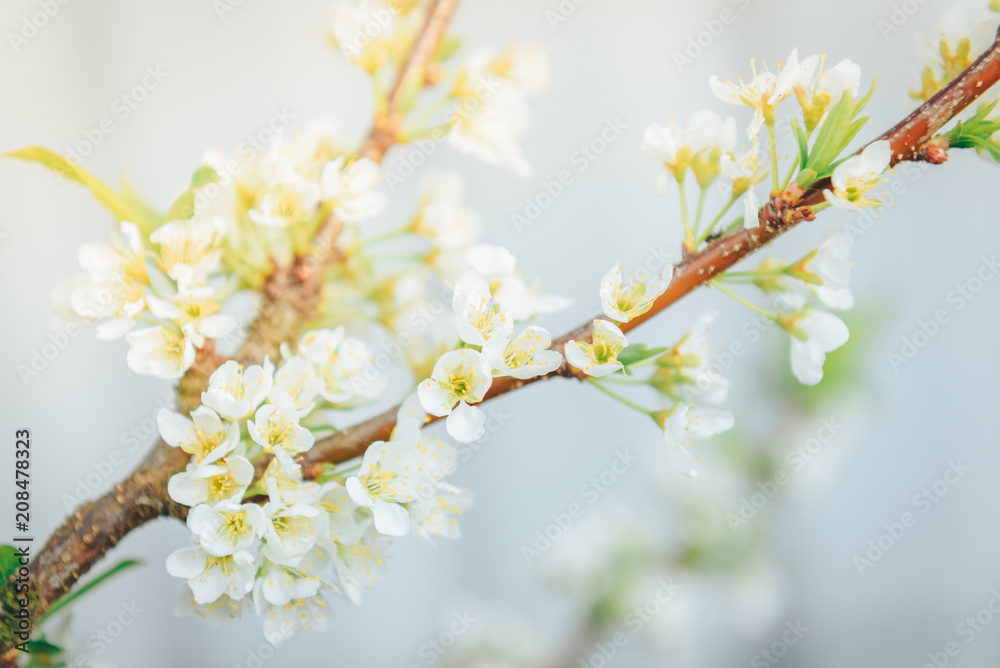 Spring branches of blossoming tree. Cherry tree in white flowers. Blurring background.