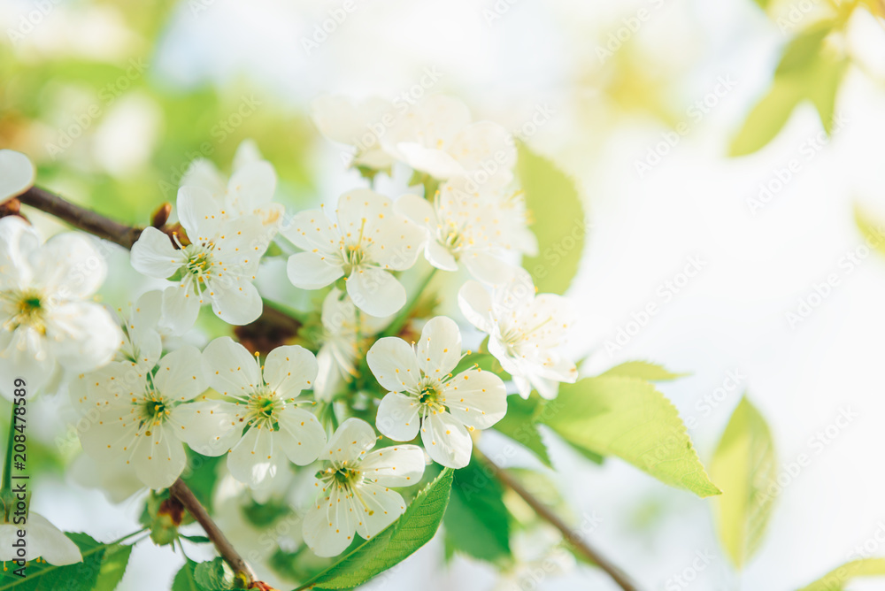Spring branches of blossoming tree. Cherry tree in white flowers. Blurring background. Spring branches of blossoming tree. Cherry tree in white flowers. Blurring background.