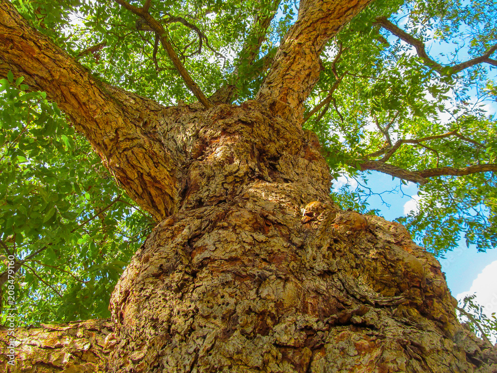 Big old pecan tree hickory (Carya illinoinensis). Perspective view up