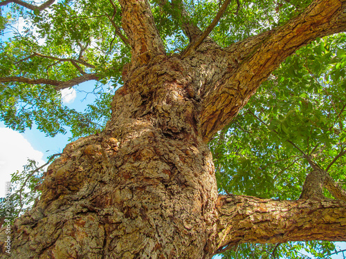 Big old pecan tree - hickory (Carya illinoinensis).
Perspective view up of so-called American walnut tree with branches and green foliage in early autumn. Pecan - official symbol of Texas.