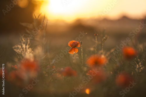 Poppies at sunset © Photo Collective