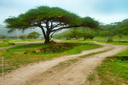 Oman Salalah green Nature   photo