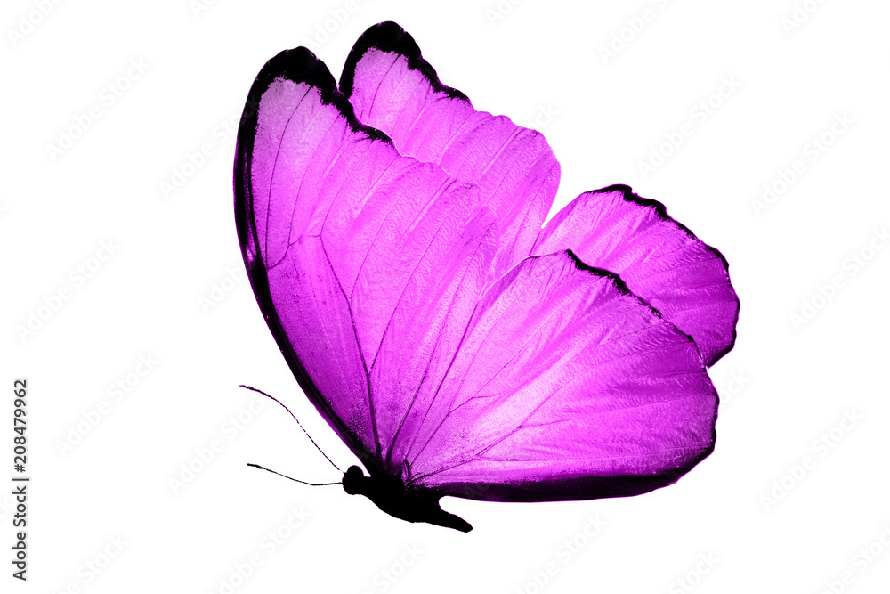 Fototapeta premium fioletowy motyl na białym tle