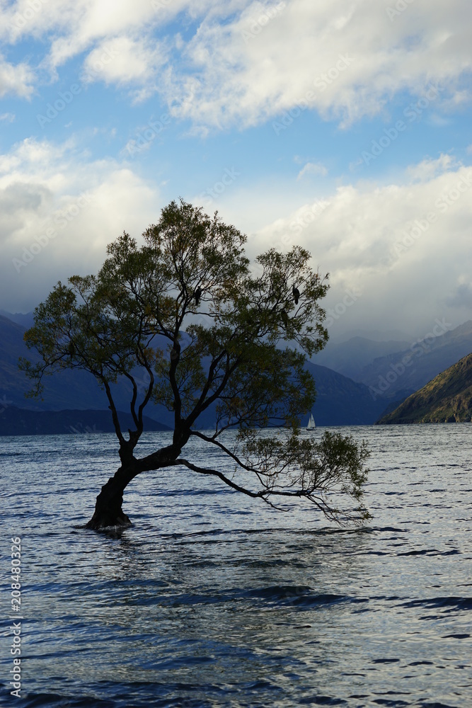 der berühmteste Baum in Neuseeland in Wanaka der berühmteste Baum in Neuseeland in Wanaka
