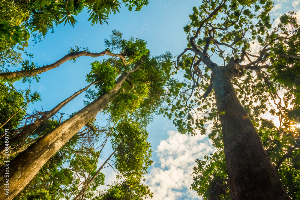 Fototapeta premium Huge trees in the jungle of Mu Koh Lanta National Park, Krabi, Thailand