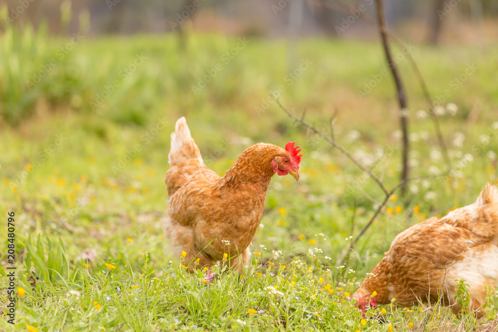 Fototapeta premium free range chicken hens in a meadow spring time