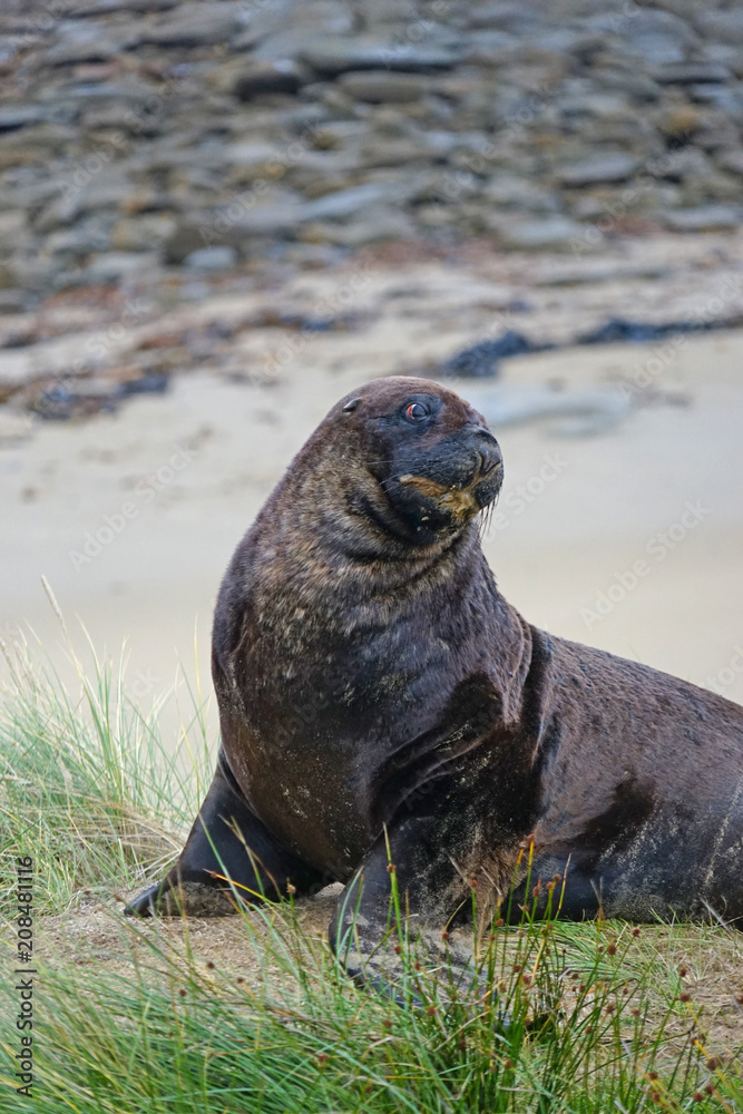 Fototapeta premium Seelöwe in Neuseeland