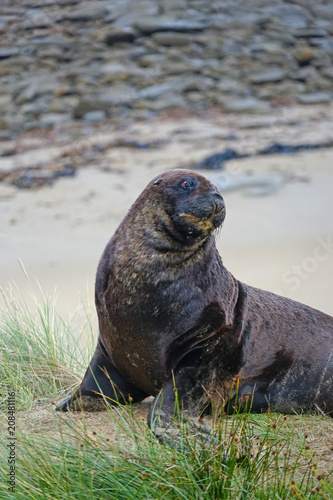 Seelöwe in Neuseeland