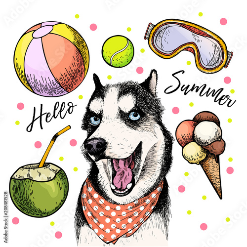 Vector portrait of Siberian husky dog. Hello summer cartoon illustration. Coconut cocktail, balls, ice cream. Hand drawn pet portait. Poster, t-shirt print, holiday celebration, postcard, summertime