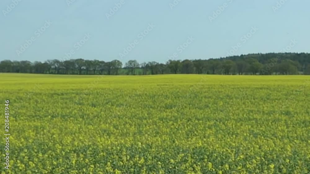 rape field blossom in springtime. rape field blossom in springtime.