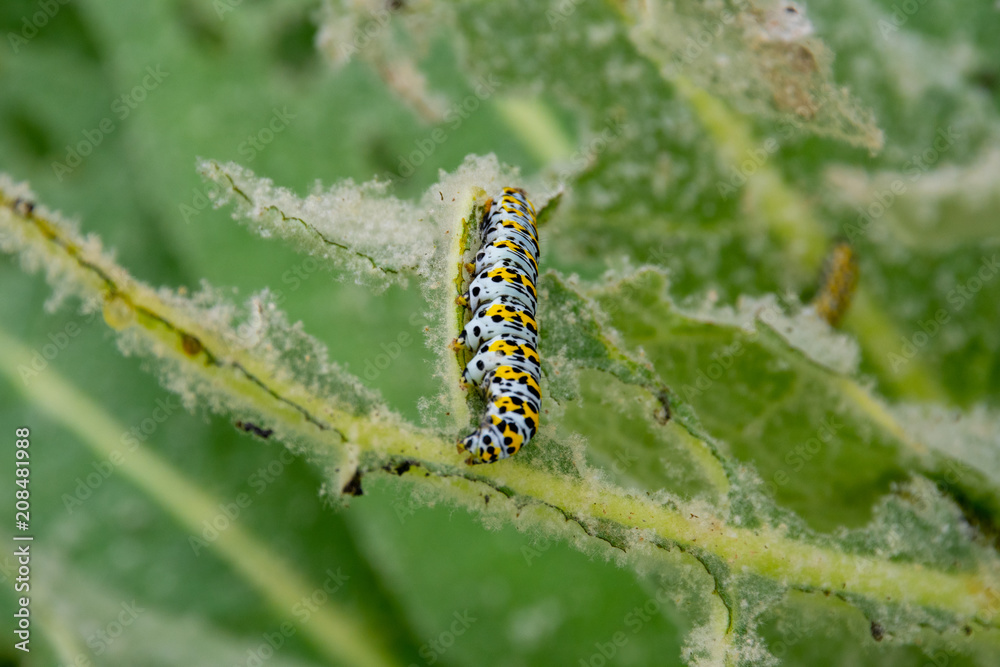 Green and Black Mullein Cucullia verbasci  Caterpilllar eating on well chewed leaf