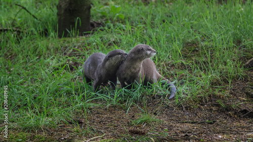 Asian Small Claw Otters