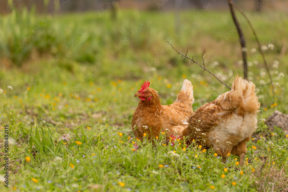 Fototapeta premium free range chicken hens in a meadow spring time