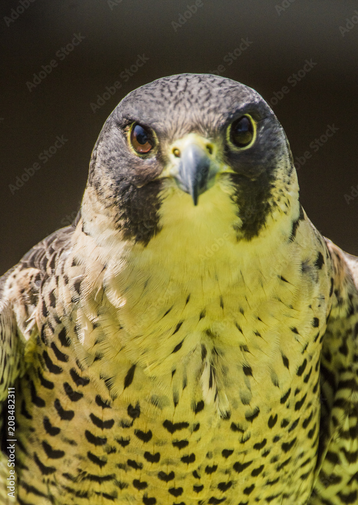 Fototapeta premium Pergrine Falcon - Falco peregrinus
