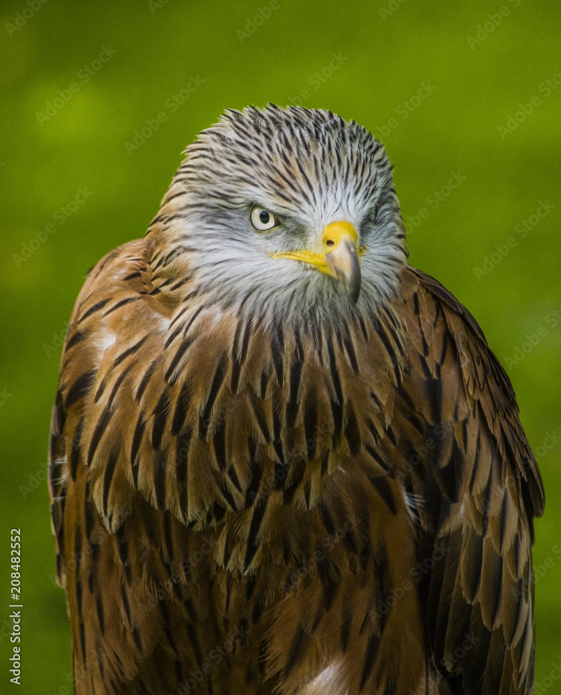 Red Kite - Milvus milvus Red Kite - Milvus milvus