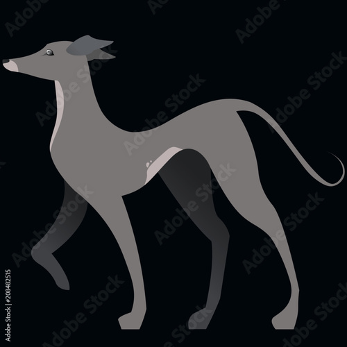 Posing Italian Greyhound Vector Illustration with Backdrop