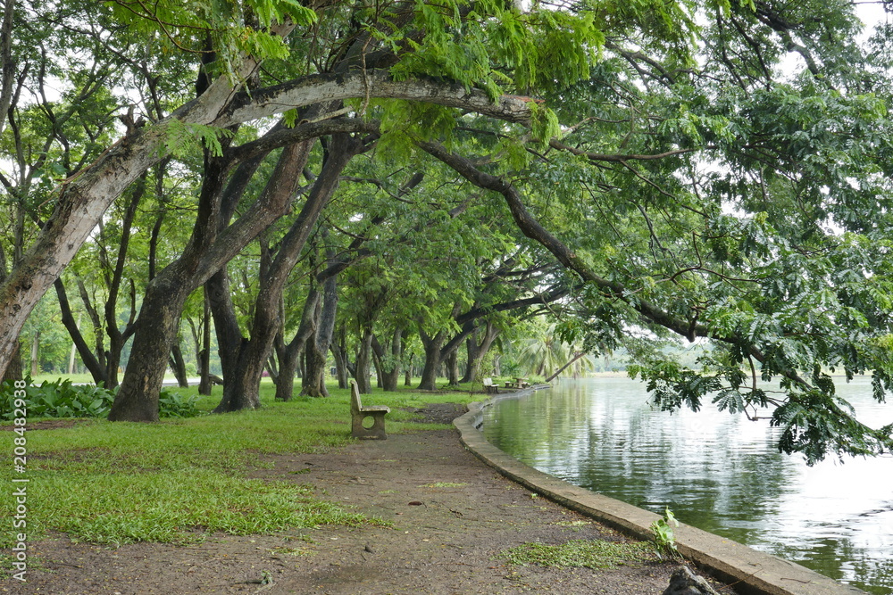 Tree in the park