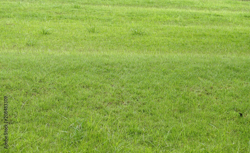 Background image of green grass