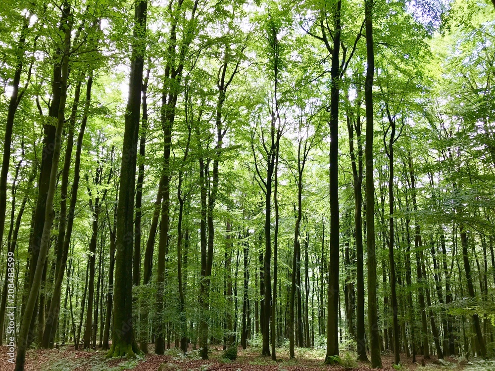 Wald / Bäume Wald / Bäume