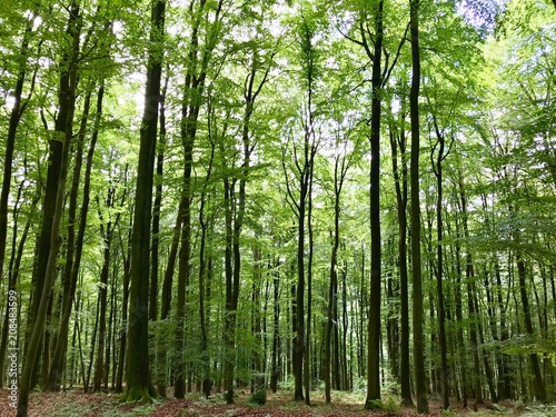 Wald / Bäume