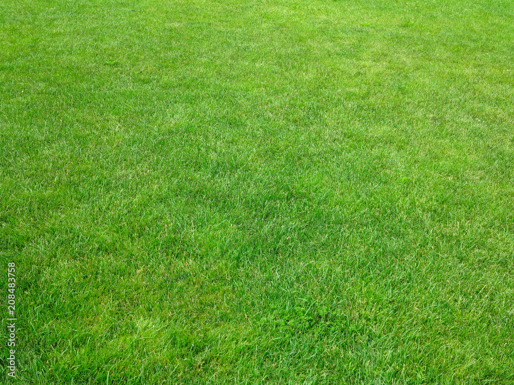 Green grass background lawn pattern textured background Green grass background lawn pattern textured background