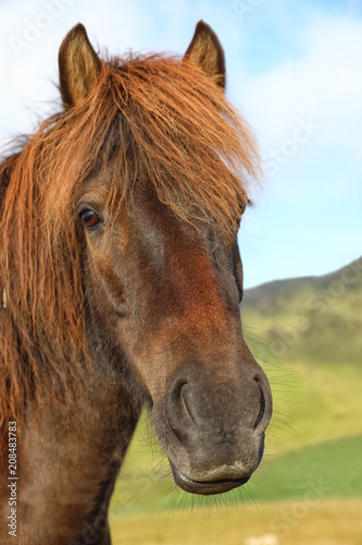 Portrait of purebred Icelandic horse in the field