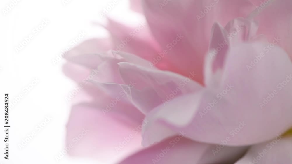 Beautiful pink peony petals background. Blooming peony flower rotation ...
