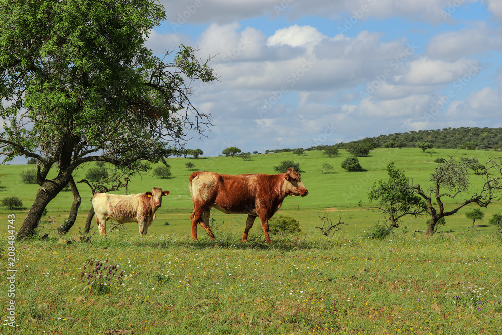 Herd of cows in a field in spring