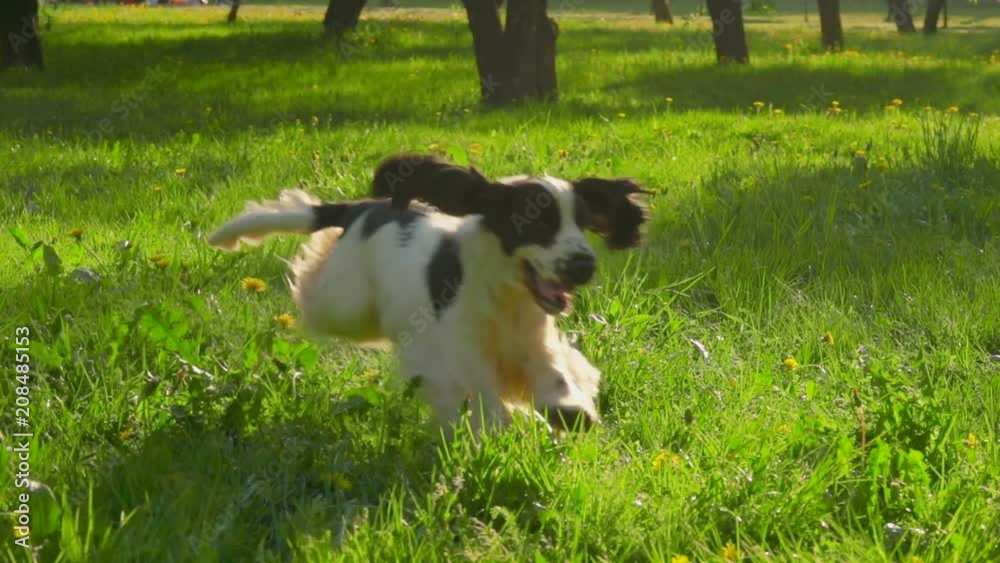 beautiful black-and-white English cocker spaniel running through the garden beautiful black-and-white English cocker spaniel running through the garden