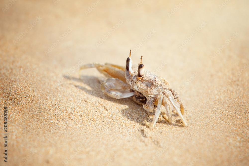 Crab basking on a sandy beach in the sun