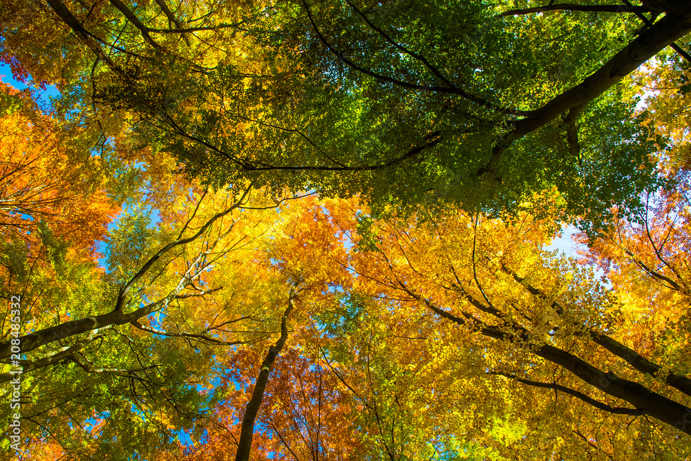 Colorful Autumn Forest, Europe, Slovakia, Sulov