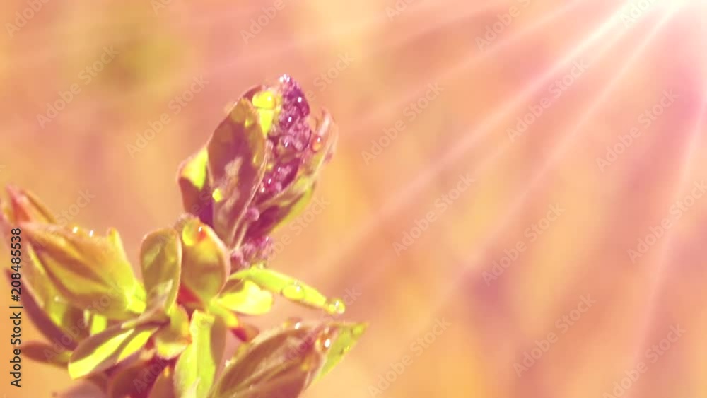 Close-up of a blooming green Bud on a Sunny day. Tone pink Close-up of a blooming green Bud on a Sunny day. Tone pink