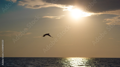  bird at sunset