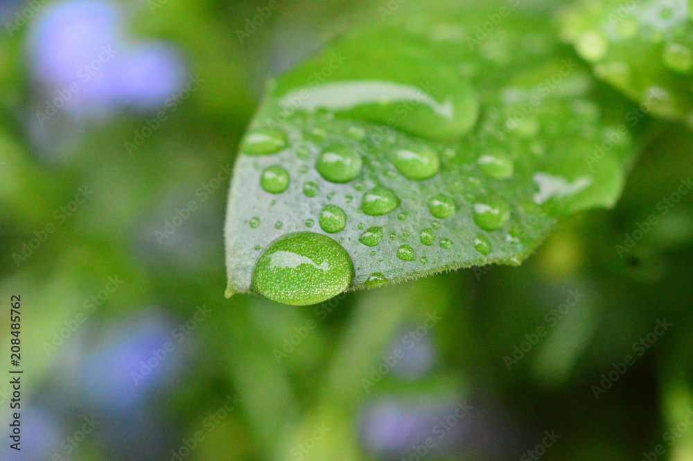 Fototapeta premium 葉の上の雨粒