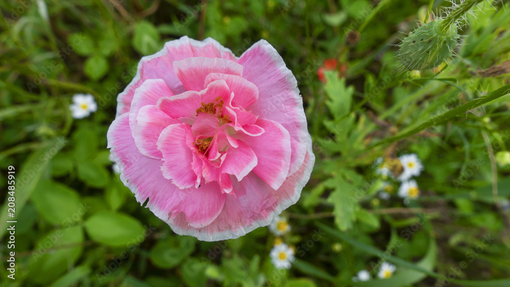 papavero bello sfondo fiori selvatici papavero bello sfondo fiori selvatici