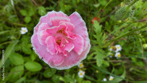 Fototapeta Naklejka Na Ścianę i Meble -  papavero bello sfondo fiori selvatici