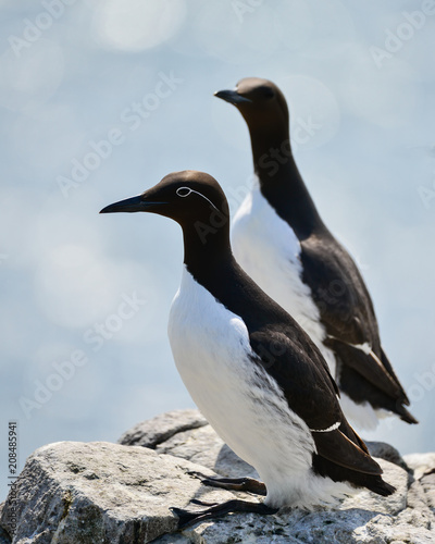 Beautiful Common Guillemot on cliff face on bright Spring day