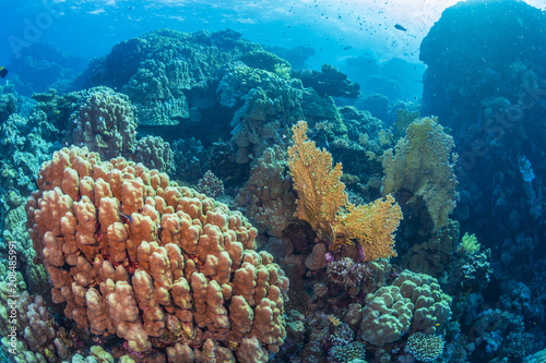 Coral reef in the Red Sea, Egypt