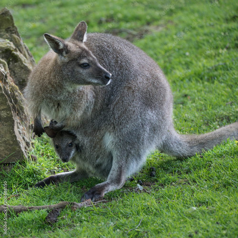 Wallaby wildlife Diprotodontia Macropoidae in sunlgiht in woodland with yound joey in pouch Wallaby wildlife Diprotodontia Macropoidae in sunlgiht in woodland with yound joey in pouch