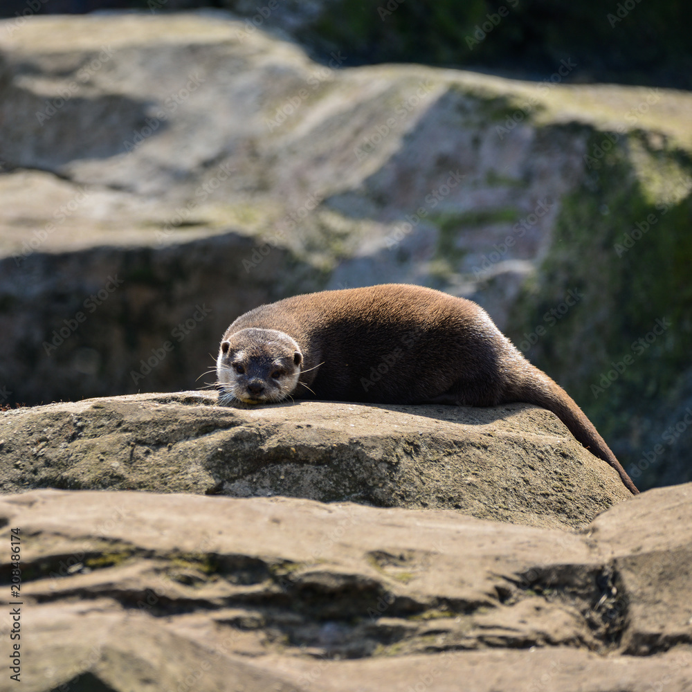 Fototapeta premium World's smallest Otter, Asian Small-Clawed Otter Aonyx Cinerus on rocks in sunlight