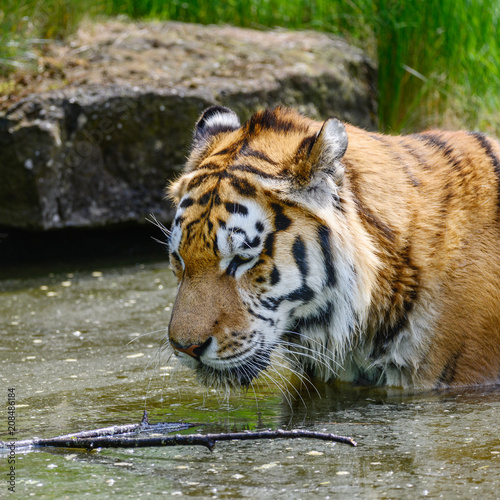 Portrait of Siberian Amur tiger Panthera Tigris Tigris in Summer