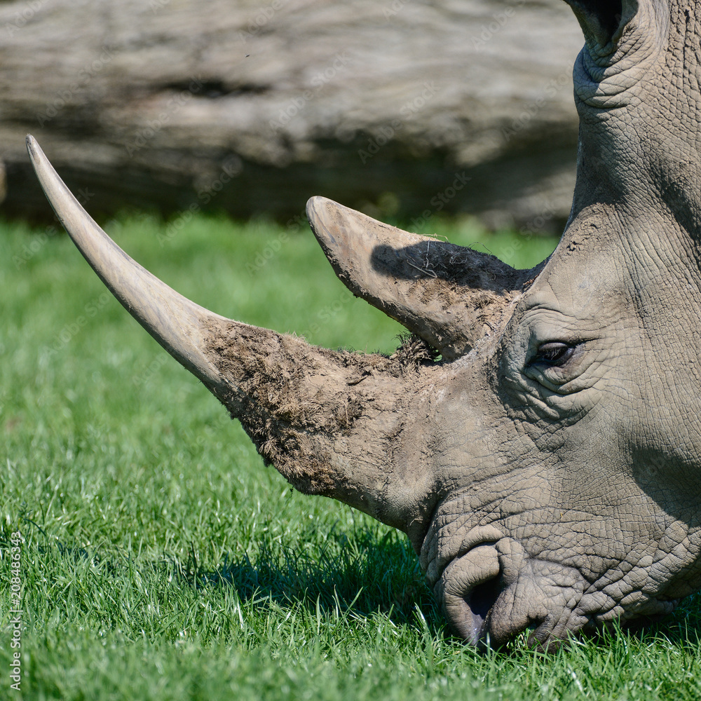 Fototapeta premium Lovely profile close up portrait of Southern White Rhinoceros Rhino