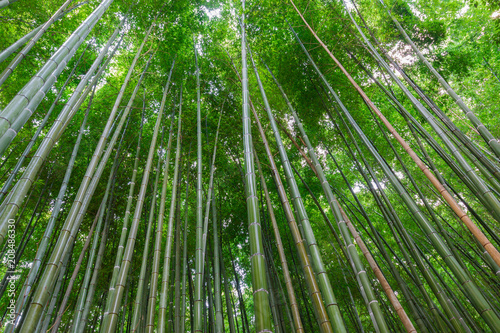 Arashiyama Bamboo Forest in Kyoto Japan. Beautiful bamboo background with natural scene.