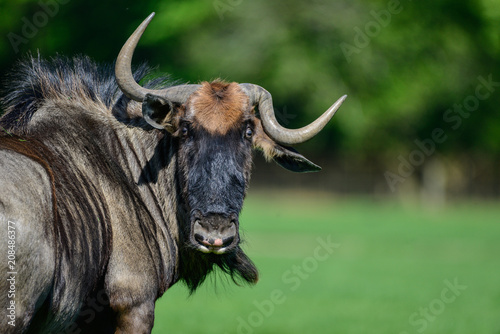 Portrait of Common Wildebeest Connochaetes Alcelaphine Bovidae laying in sun