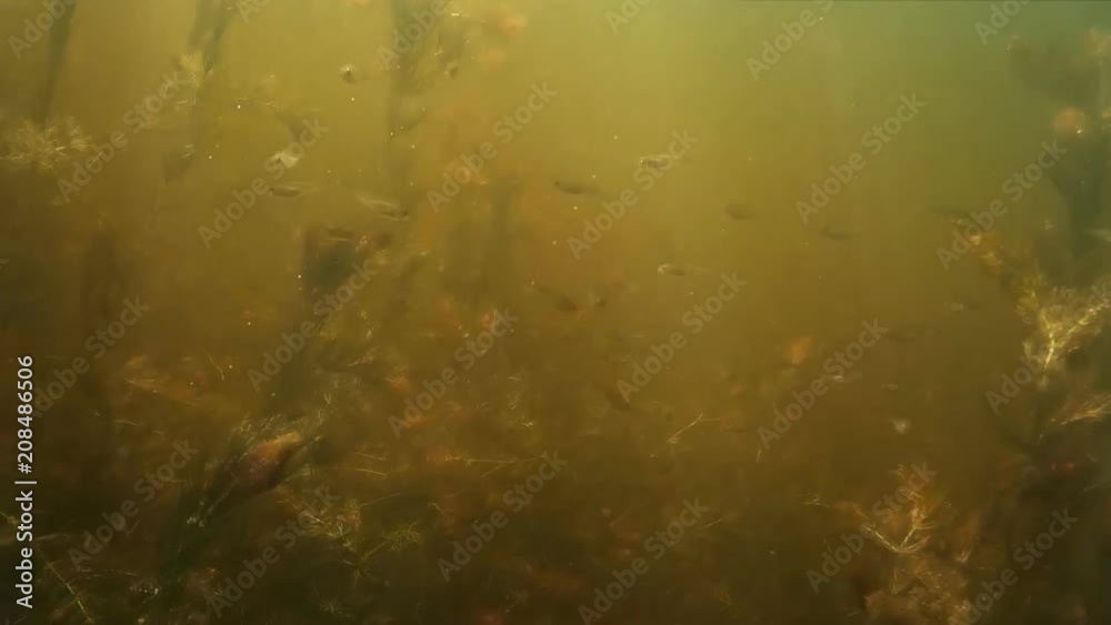 Shoal of small freshwater fish under water