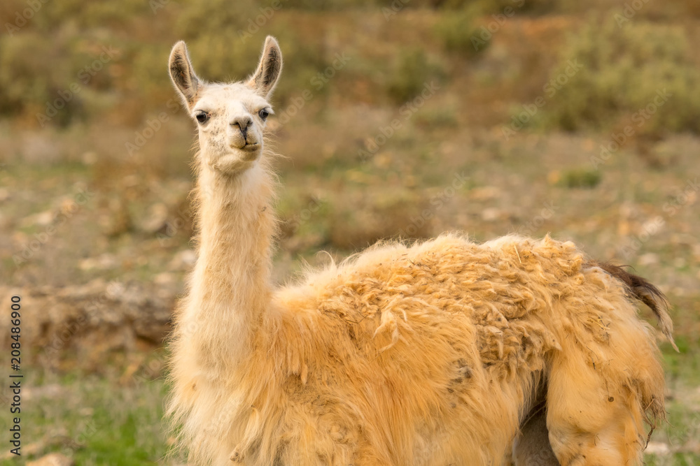 Funny portrait of a lama.