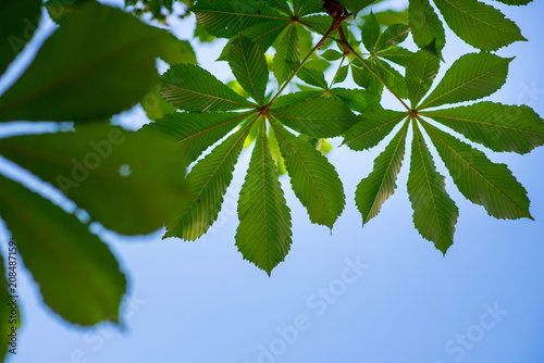 chestnut leaves on blue sky background. Copy space photo