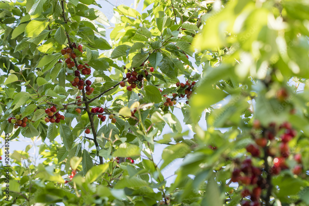 Ripe cherries on a branch with green leaves.
